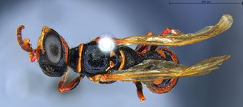 Media type: image;   Entomology 13793 Aspect: habitus dorsal view